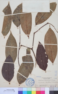 Specimen thumbnail